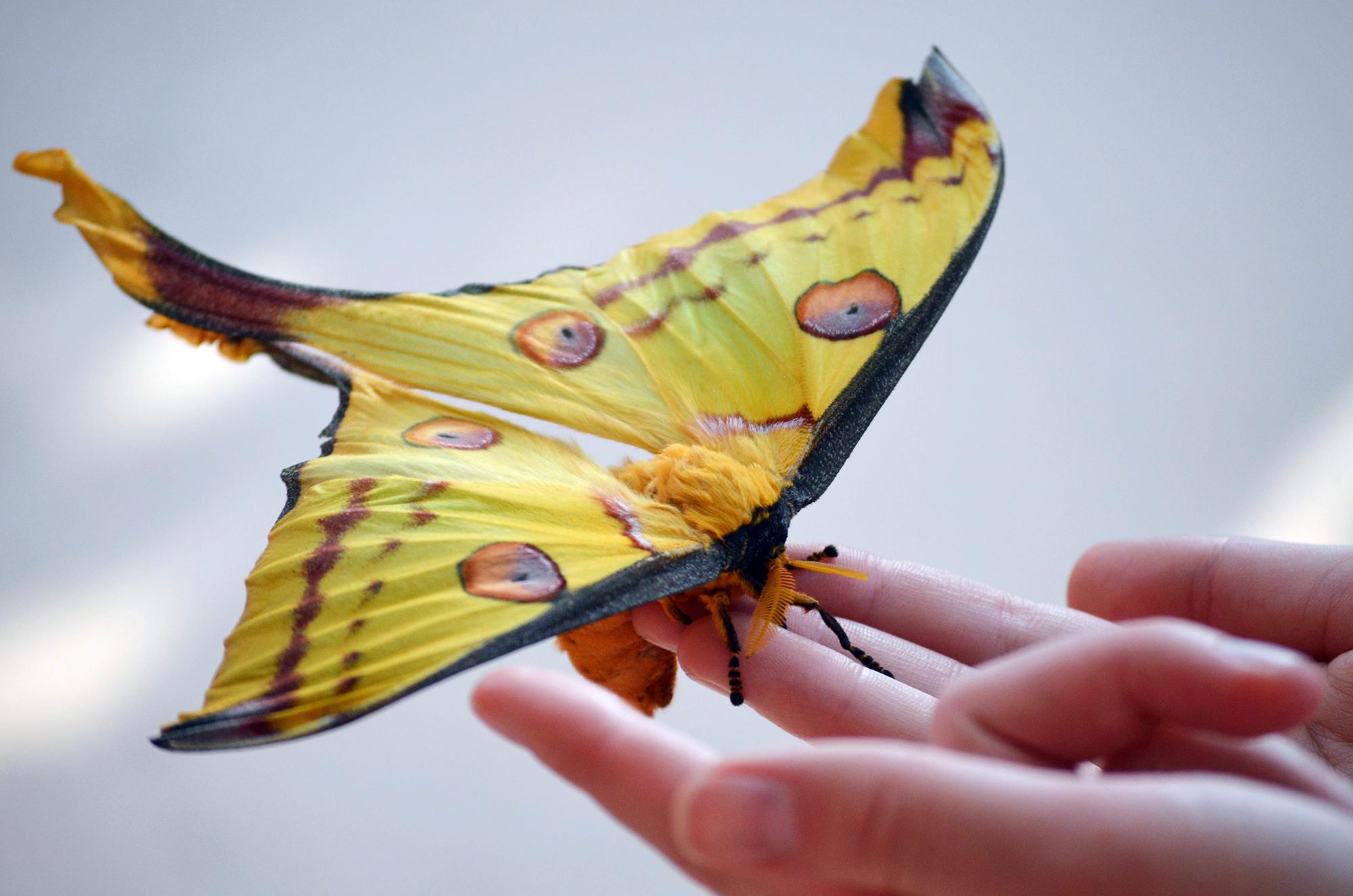 Rare Comet Moth Emerges From Cocoon at Notebaert Nature Museum